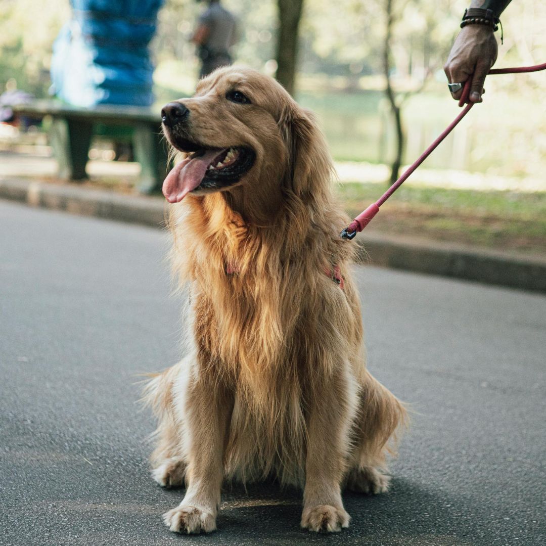 dogs day out at Gasworks Plaza