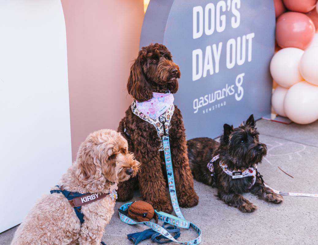 Dog's Day Out Markets